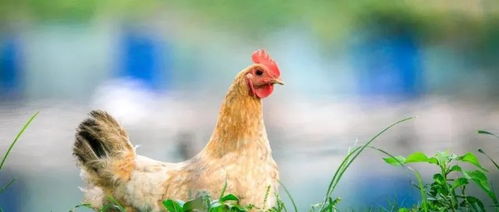 晓鸣农牧成功过会 实现我区创业板上市企业零突破