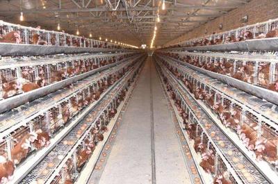 市场上为何鸡腿鸡翅供应充足？商家揭示背后的行业真相