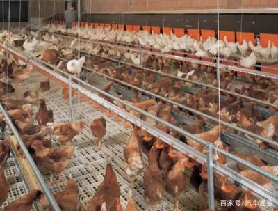 家禽销售 面对价格下跌与利润微薄，从业者探索新路径