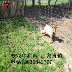 1.4米镀锌铁丝牛栏网，厂家直销保障，为散养家禽牲畜构筑坚实防线