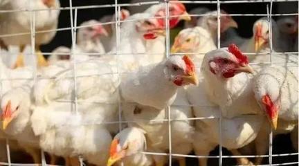 家禽行业迎销售高峰 多家禽企5月肉鸡销售显著增长，鸡苗收入激增140.28%