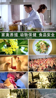 PSD养鸡素材 提升家禽销售视觉营销的得力助手