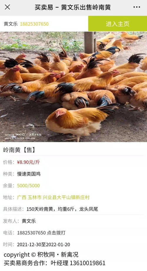 逆势突围！国鸡品类价格坚挺，最高售价达1.84元/斤