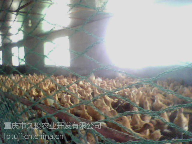 探秘綦江土鸡 优质土鸡苗选购与家禽销售指南