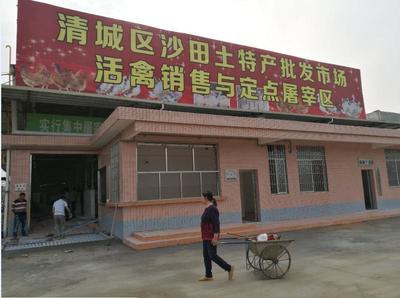 清远市区家禽“生鲜上市”明日启动 经营户转型获最高1.3万元奖补
